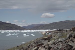 Icebergs near Norse ruins at Tasiusaq