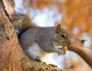 Squirrels Blog