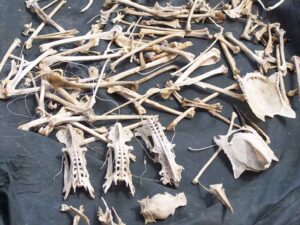 Photo of bird bones