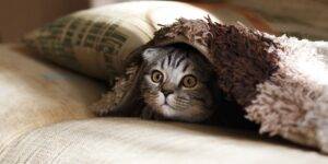 Kitten hiding under rugs and blankets