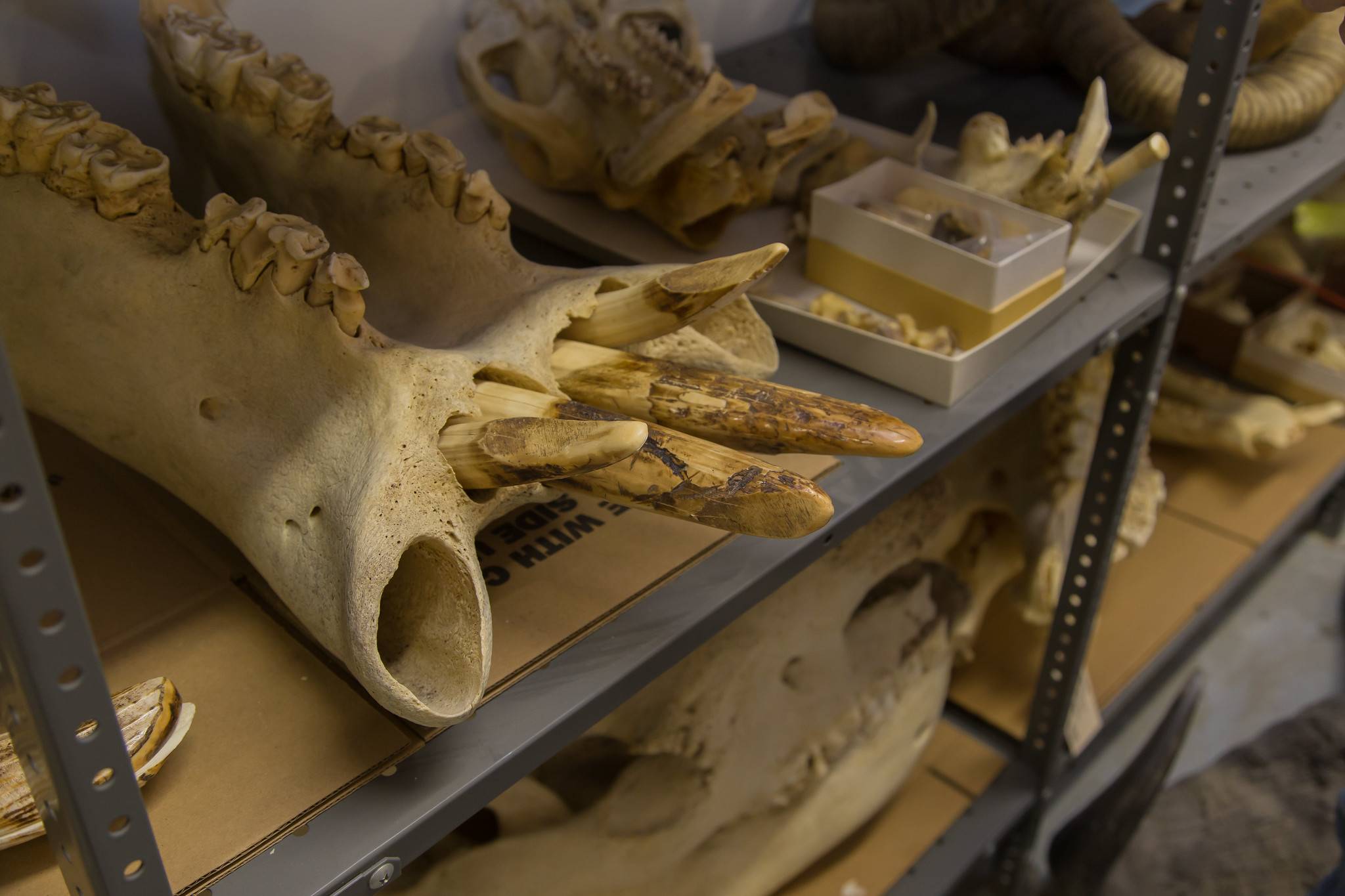 Photo of animal bones on shelves