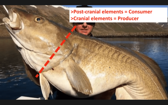 Photo of a fisherman holding an enormous fish with a caption saying 'Postcranial elements = Consumer, Cranial elements= Producer"