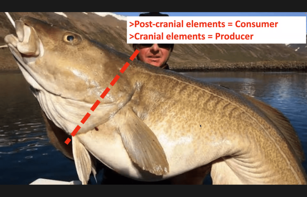Photo of a fisherman holding an enormous fish with a caption saying 'Postcranial elements = Consumer, Cranial elements= Producer"