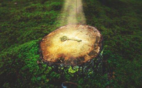 Picture of a key in a forest
