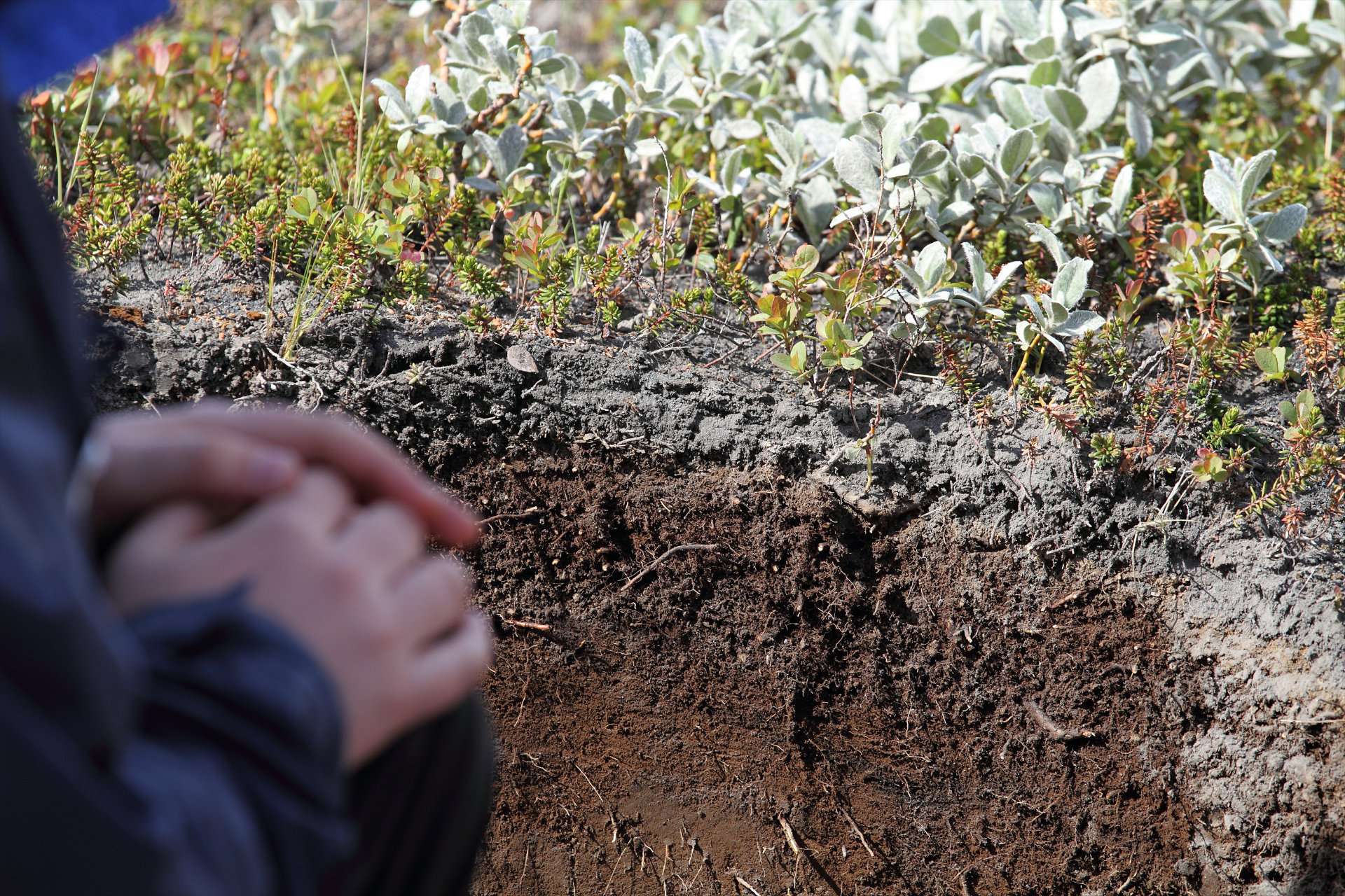 Photograph of the tephra from the 2010 eruption of  Eyjafjallajökull a year after the eruption.