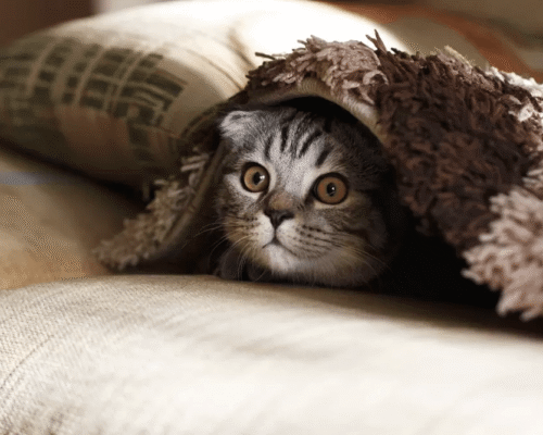 Wordpress Basics: The Dashboard, Pages and Posts